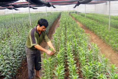 Hưng Yên Những “làng hoa” vào vụ Tết